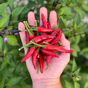 Red Thai Pepper Seeds Oriental Peppers Spicy Hot Seeds Packet