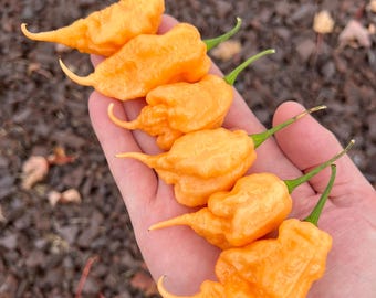 California Reaper Peach Pepper Seeds Pack - Non-GMO Organic Superhot Pepper. Hot Pepper variety great for gardening gift seeds, cooking!