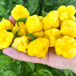 Lemon Starrburst Pepper Seeds (KSLS) Khang Starr Creation