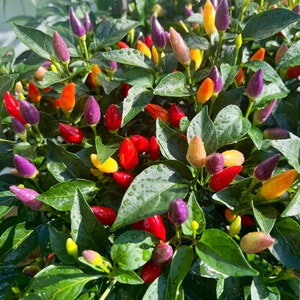 Bolivian Rainbow Pepper Seeds Pack - Non-GMO Organic Sweet Mild Pepper. Great for gardening gift seeds, cooking and more!
