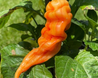 Sugar Rush Peach Stripey Pepper Seeds Pack - Non-GMO Organic Hot Sweet Pepper. Super Sweet Pepper great for gardening gift seeds, cooking!