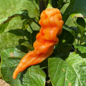 May include: A bright orange and red pepper with a wrinkled, bumpy texture. The pepper is growing on a green plant.