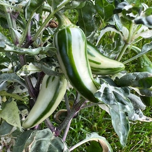 May include: Close-up of a pepper plant with green and white striped peppers. The leaves are green with white variegation. The stems are purple. The peppers are elongated and have a glossy appearance. The plant is in a garden setting.