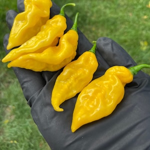 Fatalii Pepper Premium Seeds Packet