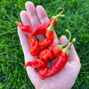 Sugar Rush Red Pepper Seeds Pack - Super Sweet Non-GMO Organic Hot Pepper. Great gardening gift, stocking stuffer, vegetable garden pepper