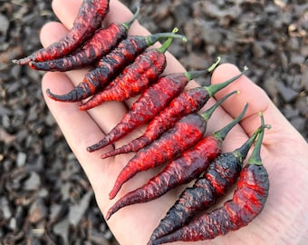 Naga Black Twister Superhot Pepper Seeds - Non-GMO Organic Superhot Pepper. Great for gardening gift, cooking, growing, and more!