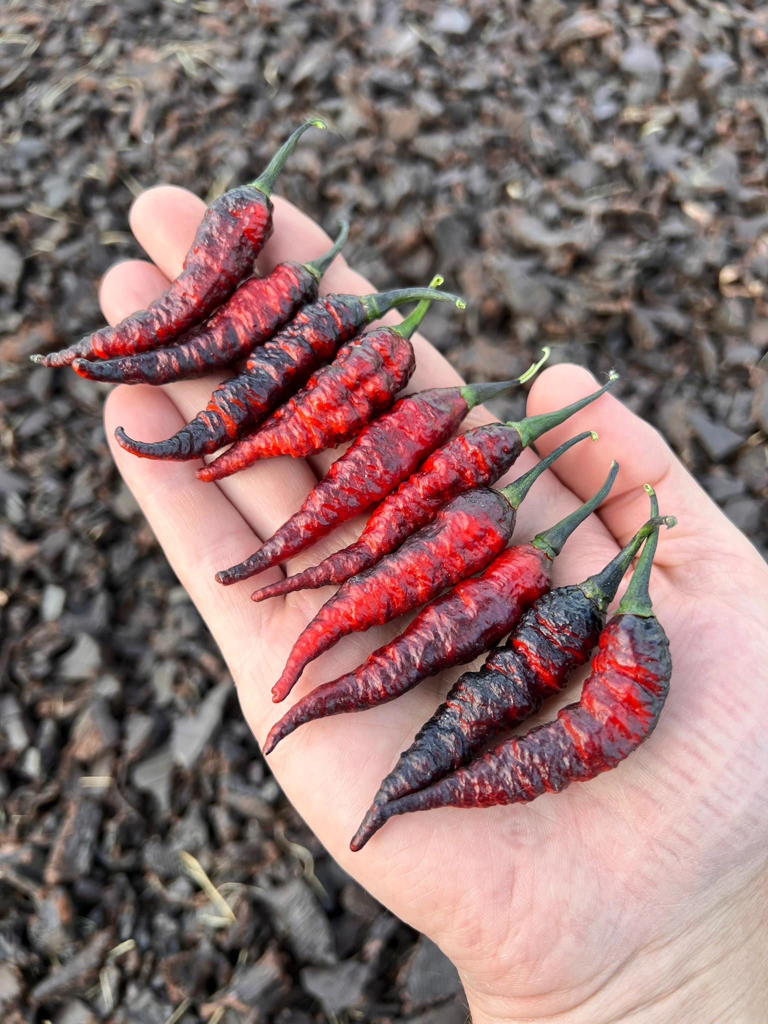 Naga Black Twister Superhot Pepper Seeds - Non-gmo Organic