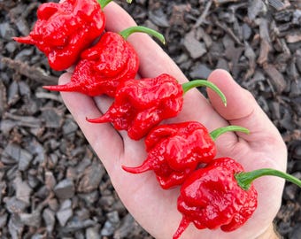Chernobyl Reaper - Superhot Pepper Seeds Pack