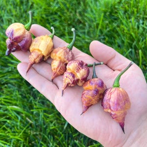 Pockmark Peach Superhot Pepper Seeds - Non-GMO Organic Superhot Pepper. Great for gardening gift, cooking, growing, and more!