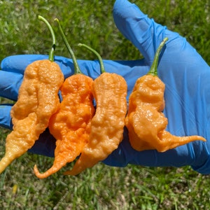 Jay's Peach Ghost Scorpion Premium Pepper Seed Pack