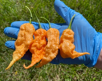Pode incluir: Cinco pimentas laranja com textura irregular, mantidas em uma luva de nitrila azul.