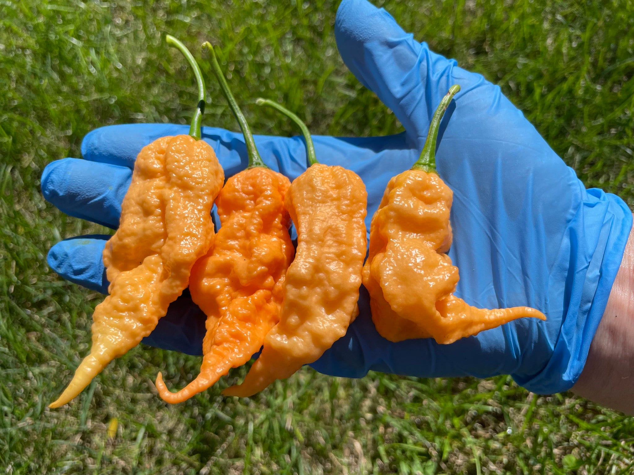 Jay's Peach Ghost Scorpion Pepper Seeds, Superhot, Organic Non-gmo