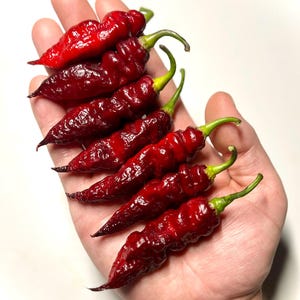 Fox Dark Naga Ruby Superhot Pepper Seeds - Superhot Pepper Seeds, Non-GMO Organic Superhot Pepper Seeds