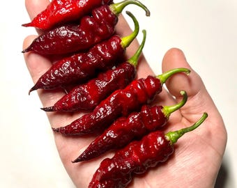 Fox Dark Naga Ruby Superhot Pepper Seeds - Superhot Pepper Seeds, Non-GMO Organic Superhot Pepper Seeds
