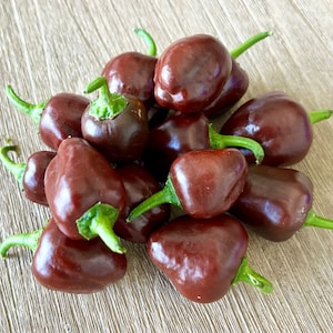 Mini Chocolate Bell Pepper - Organic Non-GMO Pepper Seeds - Great for Cooking, gardening gift, and more!