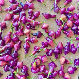 Cheiro Roxa X Scarlet Lantern Hot Pepper Seeds - Non-GMO Organic Superhot Pepper. Great for gardening gift, cooking, growing, and more! image 4