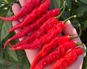 Bhut Jolokia Gnarly Red - Non-GMO Organic Pepper, Great for gardening gift seeds, cooking!