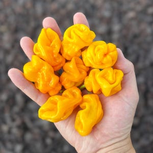 May include: A cluster of seven bright yellow habanero peppers with a wrinkled, bumpy texture. The peppers are rounded and irregular in shape, showcasing a vibrant, saturated yellow color throughout their skins, held together in a group.