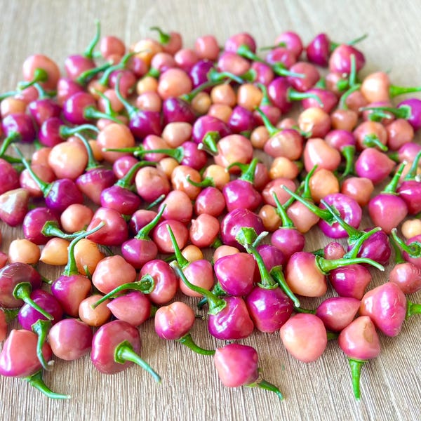 Cheiro Roxa Pepper Seeds - Very Flavorful and Spicy Pepper - Amazing for food dishes and more!