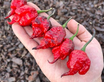 Black Widow Superhot Pepper Seeds - Non-GMO Organic Grown Pepper Seeds