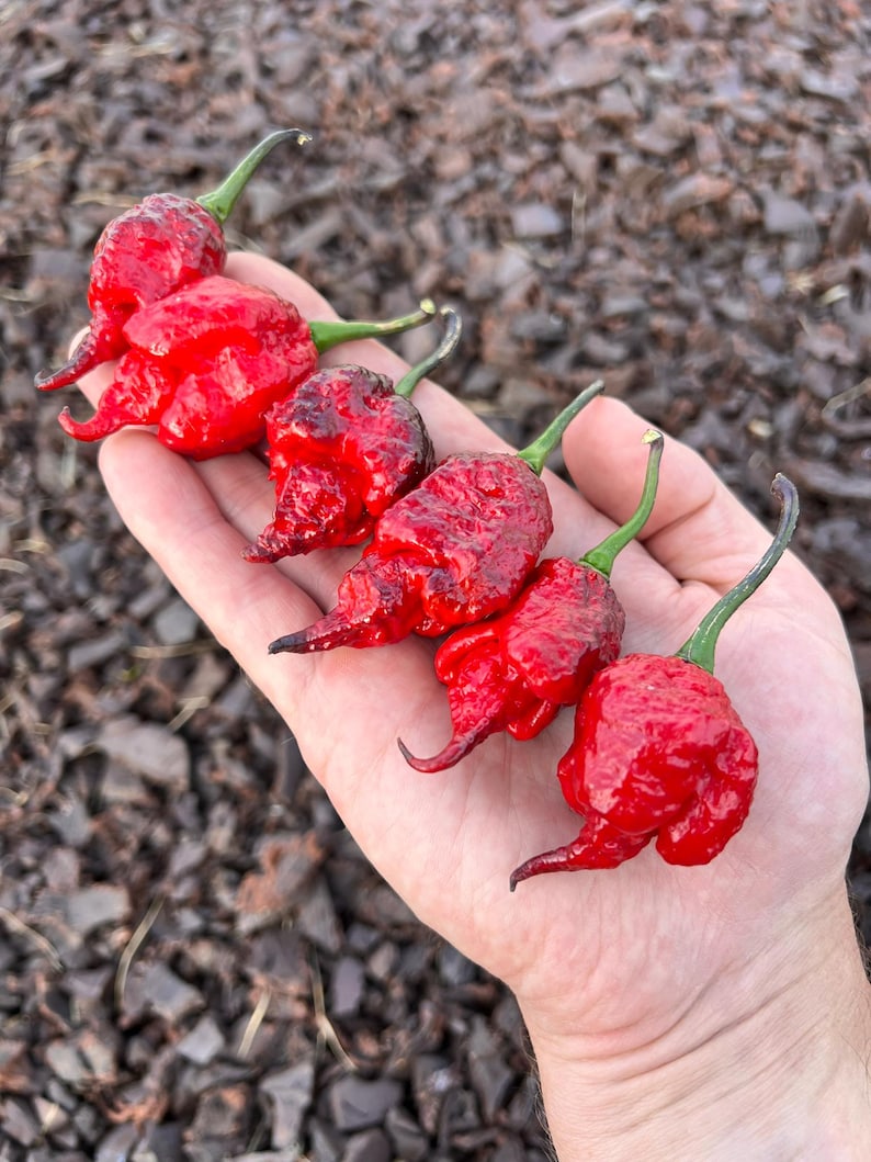 Black Widow Superhot Pepper Seeds - Non-gmo Organic Grown Pepper Seeds ...