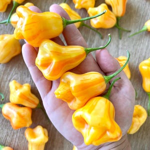 Aji Fantasy Stripey Pepper Seeds Pack - Non-GMO Organic Sweet Hot Pepper. Super Sweet Hot Pepper great for gardening gift seeds, cooking!