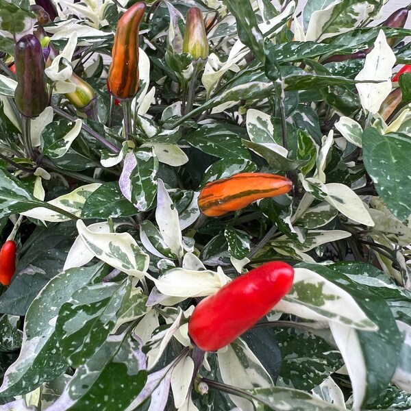 Pimento Pepper Plant Etsy