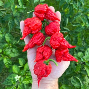 Beast Pepper Seeds Premium Packet Superhot Unique Peppers - Hotter than Pepper X? Non-GMO, Hot Peppers, great for salsa, sauce, cooking!