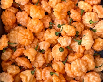 Bahamian Goat Brains Hot Pepper Seeds Pack - Non-GMO Organic Hot Pepper. Great for gardening gift seeds, and cooking!