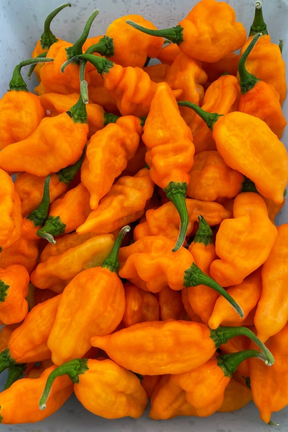 Carbonero Orange Pepper Seeds | Etsy