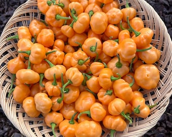 Peach Pumpkin Pepper Seeds - Khang Starr Creation