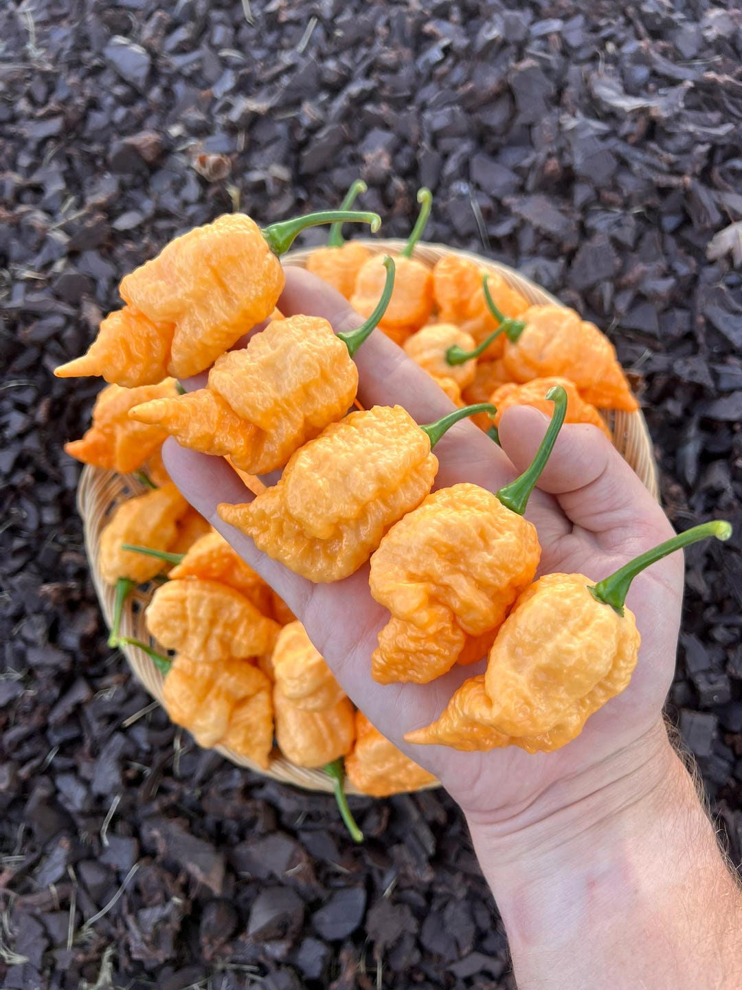 Crinkle Peach Superhot Pepper Seeds Pack - F3 Generation, Organic