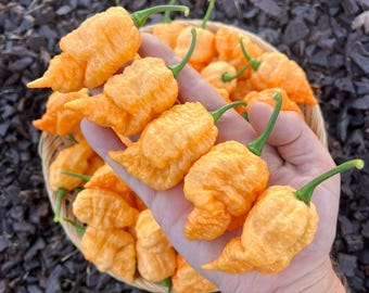 Crinkle Peach Superhot Pepper Seeds Pack - F3 generation, Organic Non-GMO Pepper Seeds Packet