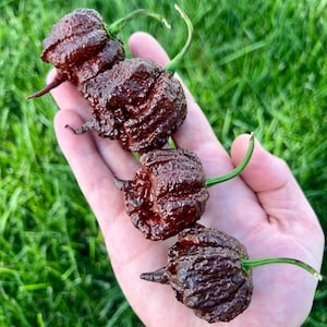 Chocolate Razorback Pepper Seeds Pack - Superhot Pepper Seeds (Cross between Chocolate Nagabrain and Carolina Reaper)