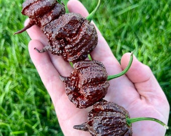 Chocolate Razorback Pepper Seeds Pack - Superhot Pepper Seeds (Cross between Chocolate Nagabrain and Carolina Reaper)