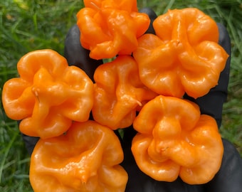 Bahamian Goat Pepper Seeds