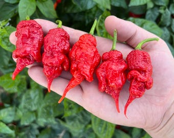 Tiberius Mauler Red Superhot Pepper Seeds Pack - Non-GMO Organic superhot pepper seeds, great for hot sauces, cooking and more!