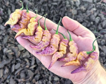 Puede incluir: Una colección de ocho chiles alargados con una textura distintivamente arrugada y abultada. Los chiles muestran un degradado de colores, pasando del amarillo pálido y crema al morado vibrante y tonos violetas profundos en las puntas.