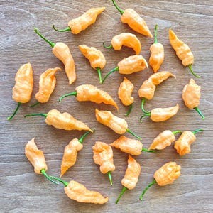 Euforia Pepper Seeds Pack - Non-GMO Organic Superhot Pepper Seeds, Great for gardening, gifts, cooking, and more!