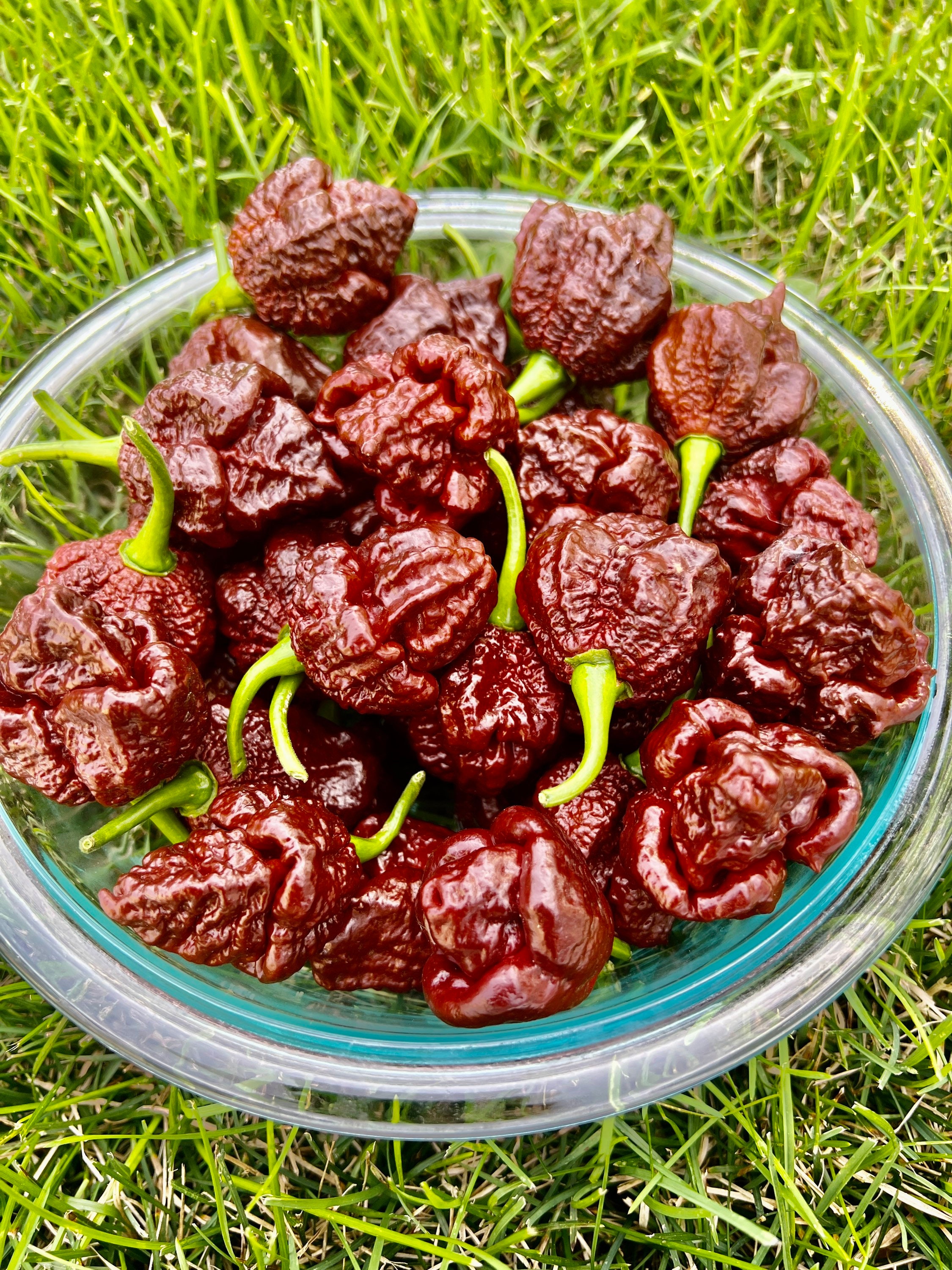 Skunk Chocolate Pepper Premium Seeds Pack Etsy