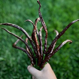 Thunder Cacho Brown Extra Long Pepper Seeds - Organic Non-GMO Pepper Seeds - Great for gardeners, gifts, cooking, seasoning and more!