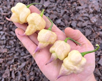 Jay's x Pink x Reaper Lemon Superhot Pepper Seeds Packet - Non-GMO Organic Superhot Pepper