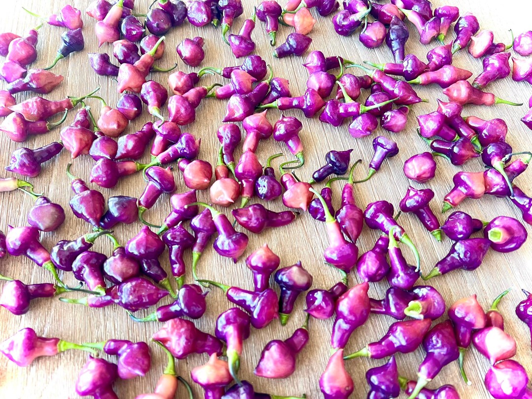 Cheiro Roxa X Scarlet Lantern Hot Pepper Seeds - Non-gmo Organic ...