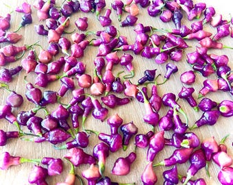 Cheiro Roxa X Scarlet Lantern Hot Pepper Seeds - Non-GMO Organic Superhot Pepper. Great for gardening gift, cooking, growing, and more!