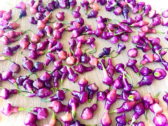 Cheiro Roxa X Scarlet Lantern Hot Pepper Seeds - Non-GMO Organic Superhot Pepper. Great for gardening gift, cooking, growing, and more!