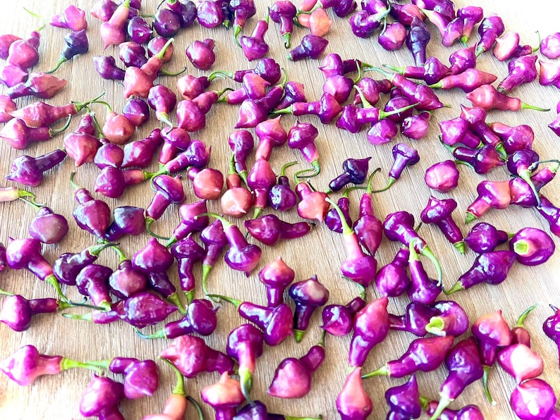 May include: A collection of small, purple peppers with a unique, elongated shape. The peppers are arranged on a light brown surface.
