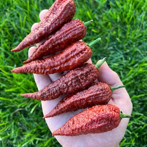 Leviathan Gnarly Scorpion Pepper Seeds Pack - Superhot Pepper Seeds