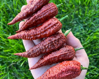 Pack de graines de piment noueux scorpion Leviathan - Graines de piment fort
