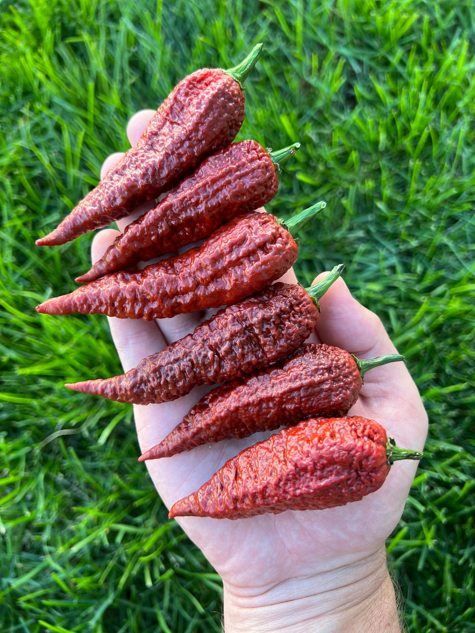 Leviathan Gnarly Scorpion Pepper Seeds Pack - Superhot Pepper