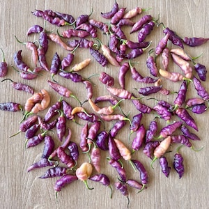 Pink Tiger Purple Pepper Seeds - Non-GMO Organic Superhot Pepper. Great for gardening gift seeds, cooking and planting!